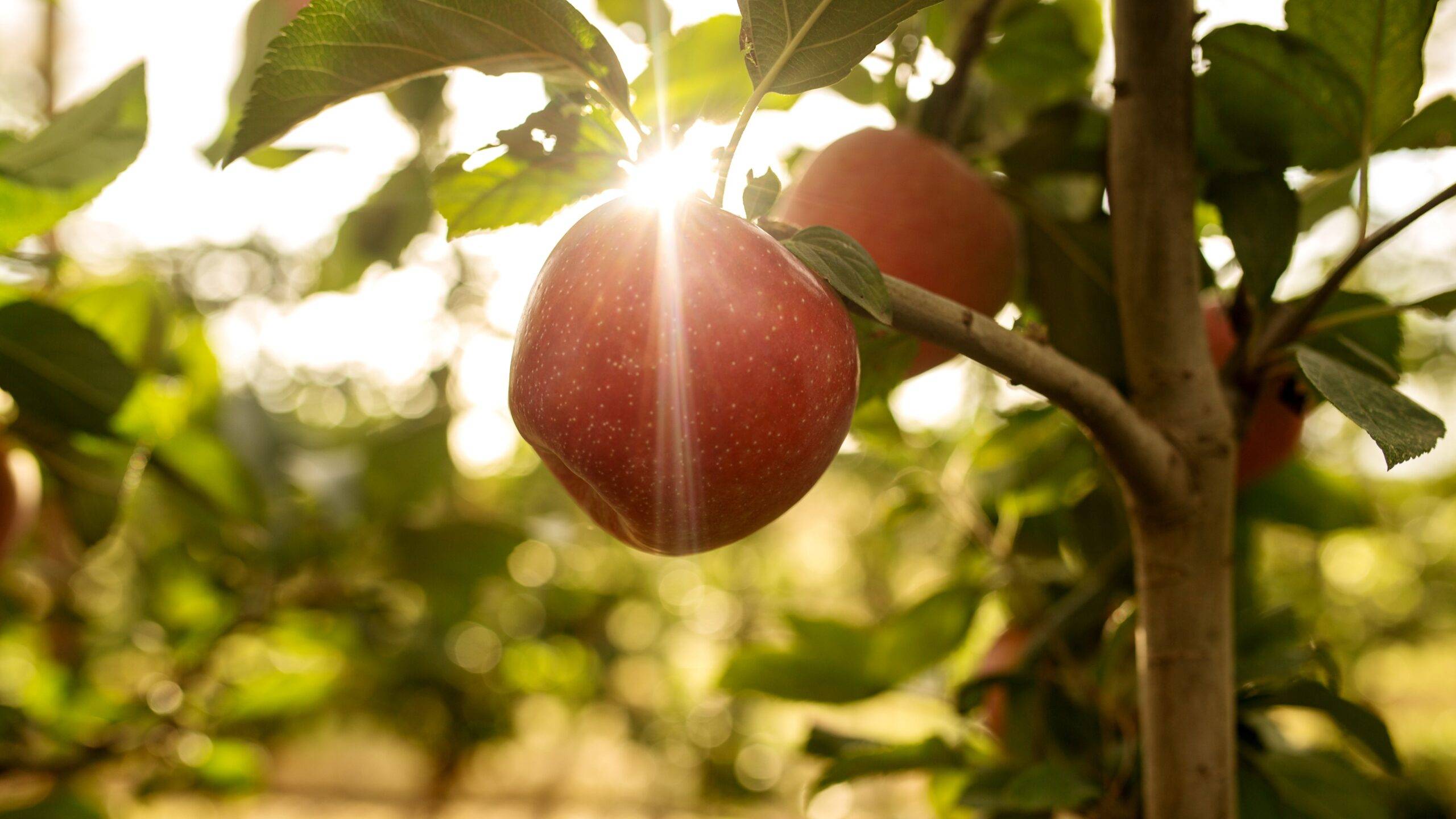 tutti irta manzana|irta manzana tutti